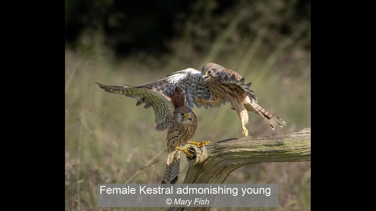 Female Kestral admonishing young_Mary Fish